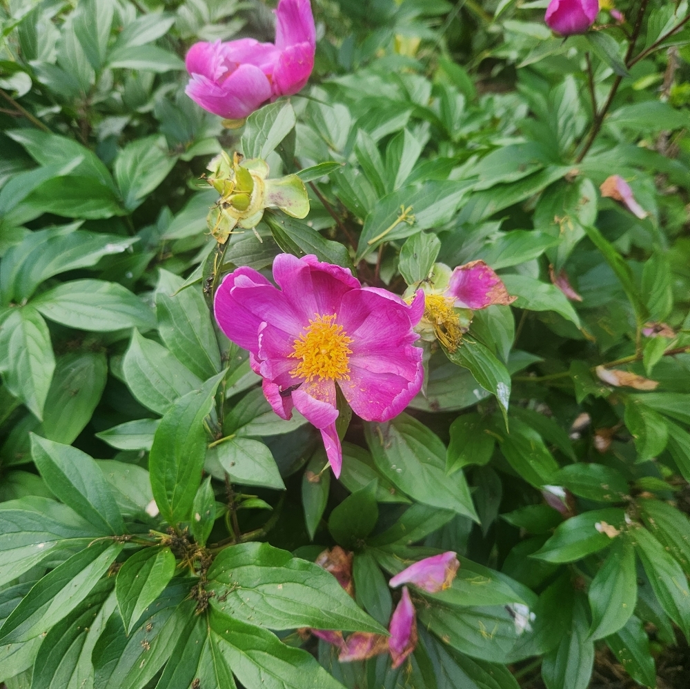 Meet your Posher, Jessie